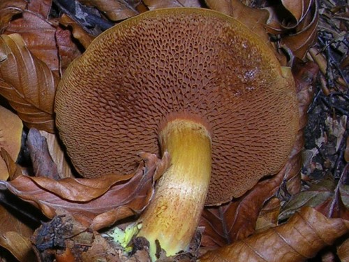 chalciporus-piperatus