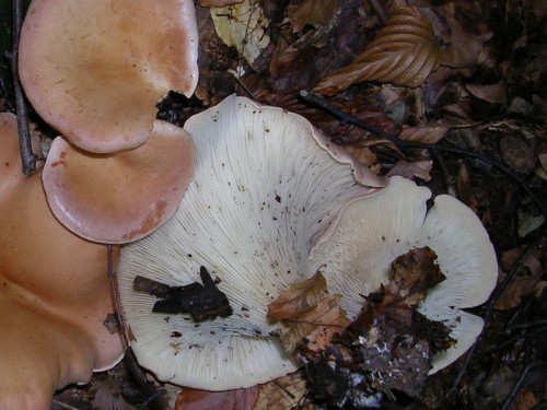 clitocybe-geotropa