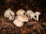 clitocybe-phaeophthalma-161015-canal-di-sasso