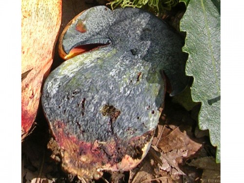 boletus-rhodopurpureus