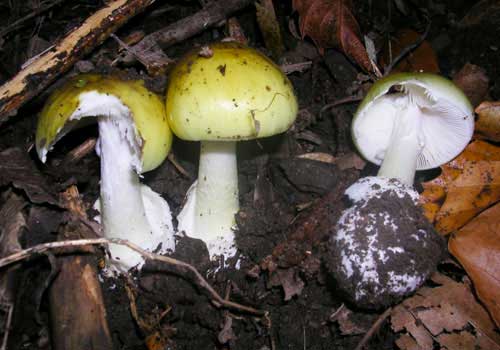 Amanita phalloides. Un fungo mortale.