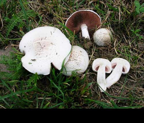Agaricus campestris (prataiolo) è un fungo saprofita che colonizza i prati ricchi di materia organica