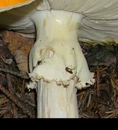Anello discendente e ampio di Amanita muscaria (ovolo malefico)
