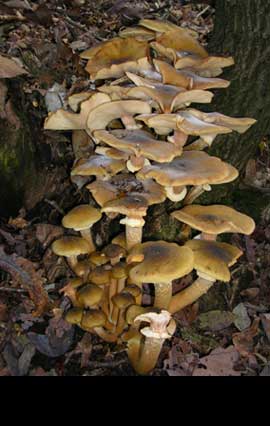 Armillaria mellea (chiodino) tipico fungo parassita che fruttifica in autunno