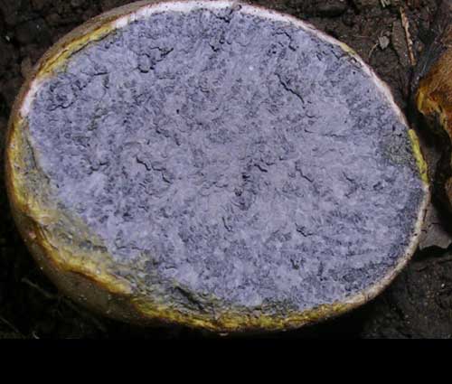 Gleba di uno Sclerodermia citrinum (falsa vescia)