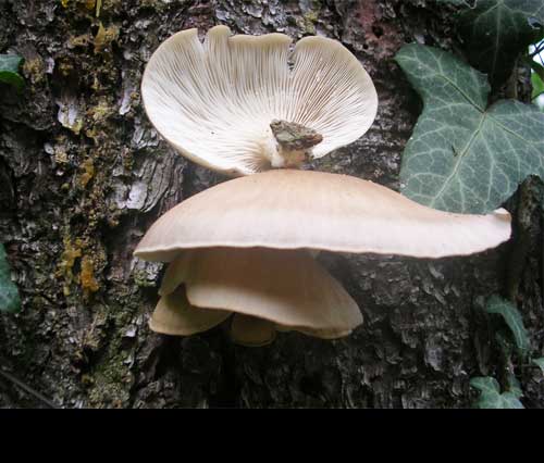 Pleurotus ostreatus. Un fungo facile da coltivare.