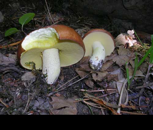 Suillus granulatus (pinarolo) forma simbiosi mutualistiche  con alcune specie di pini