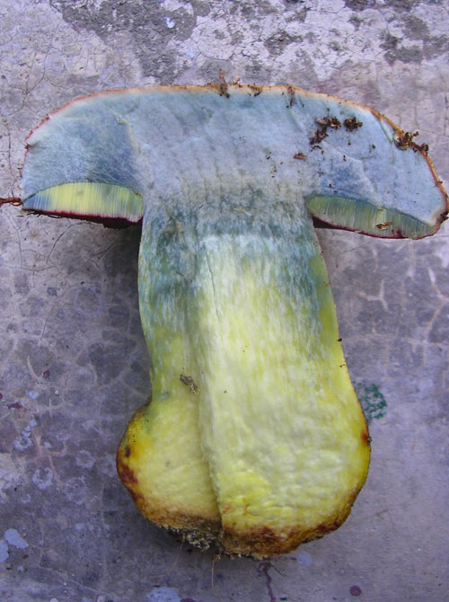 Viraggio al blu nella parte alta del gambo e sul cappello - Boletus rhodoxanthus